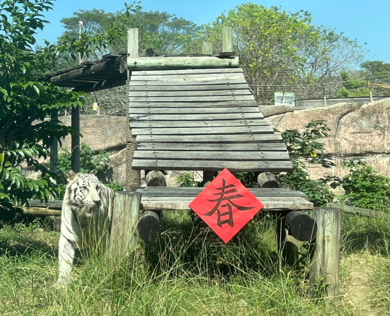 壽山動物園虎欄貼上春字應景。   圖：高雄市觀光局提供
