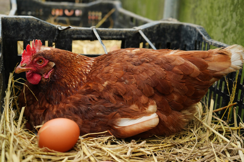 工作雞畜養約半年後可開始產蛋，八個月後會逐漸下降，產能約一年。   圖：林口區公所提供