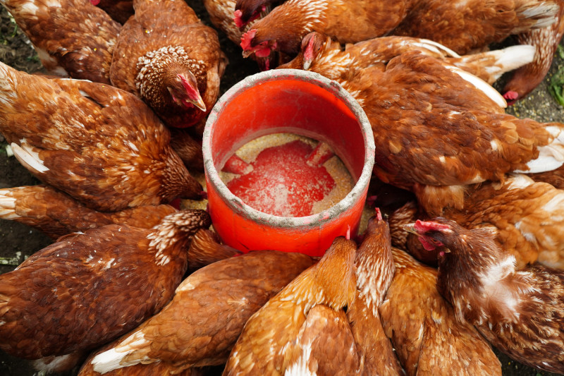 工作雞除了飼料餵養外也負責吃菜葉菜蟲，打造良好的食物鏈模式。   圖：林口區公所提供