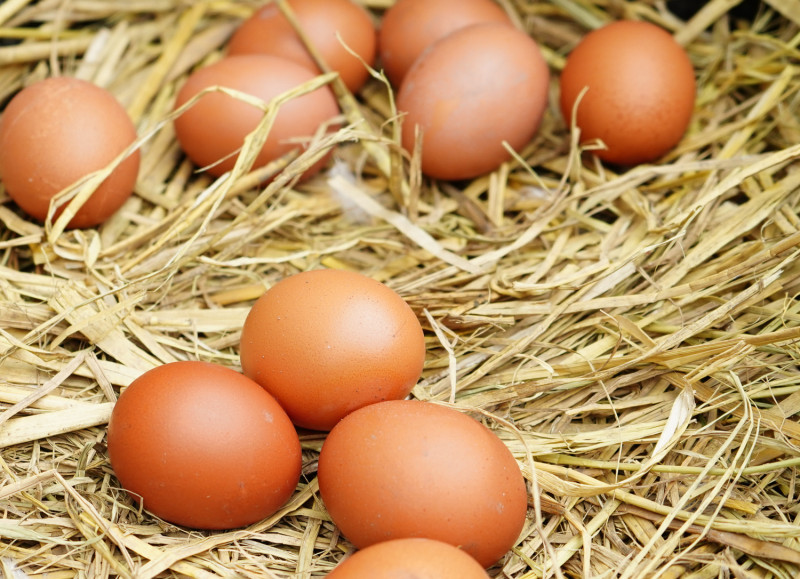 林口有機村以自然的方式畜養工作雞，產出健康放養雞蛋。   圖：林口區公所提供