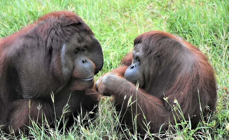 壽山動物園首度跨界電影院推廣動物保育。   圖：高雄市觀光局提供