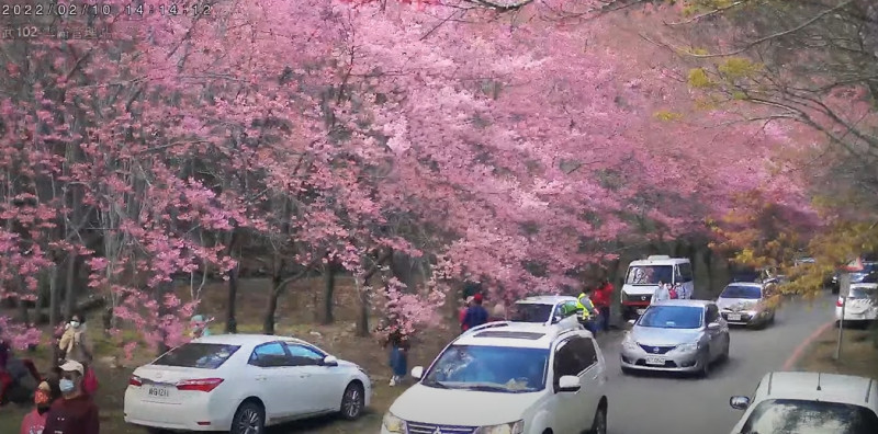 由於櫻花提早盛開，武陵農場出現滿滿車潮。   圖：擷取自「即時影像監視器」