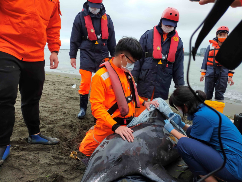 獸醫團隊準備注射鎮定劑，避免海豚運送過程，造成緊迫傷害，並量測脈搏、呼吸及抽血檢查。   圖：新北市動保處提供