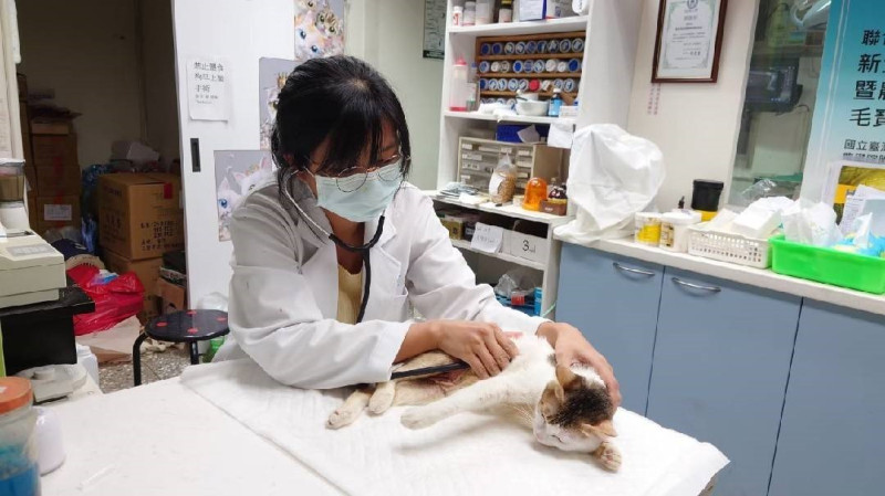 林子筠獸醫師於毛寶貝醫療中心檢查救傷動物。   圖：新北市動保處提供