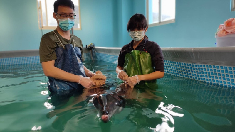 中華鯨豚協會志工協助帶游海豚。   圖：新北市動保處提供