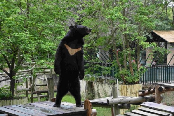 高雄壽山動物園內的台灣黑熊直挺挺的站在高台上，照片被PO上網，有網友指稱，黑熊很像由工讀生假扮。   圖：壽山動物園提供