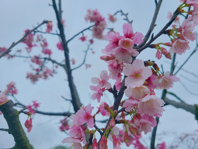 河津櫻花朵綻放。   圖：新北市水利局提供