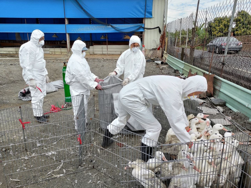 屏東縣萬丹鄉肉鴨場確診H5N2禽流感，已撲殺889隻。   圖：屏東縣政府／提供