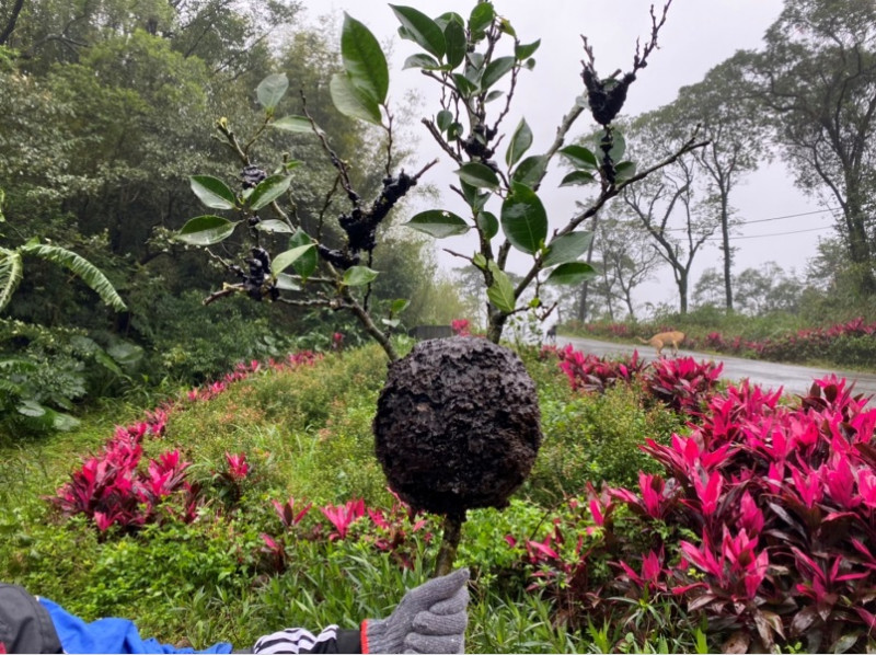 蟻窩表面凹凸不平，可見細小植物纖維絨毛密布，顏色偏深黑色，常見於樹枝分岔處。   圖：新北市動保處提供