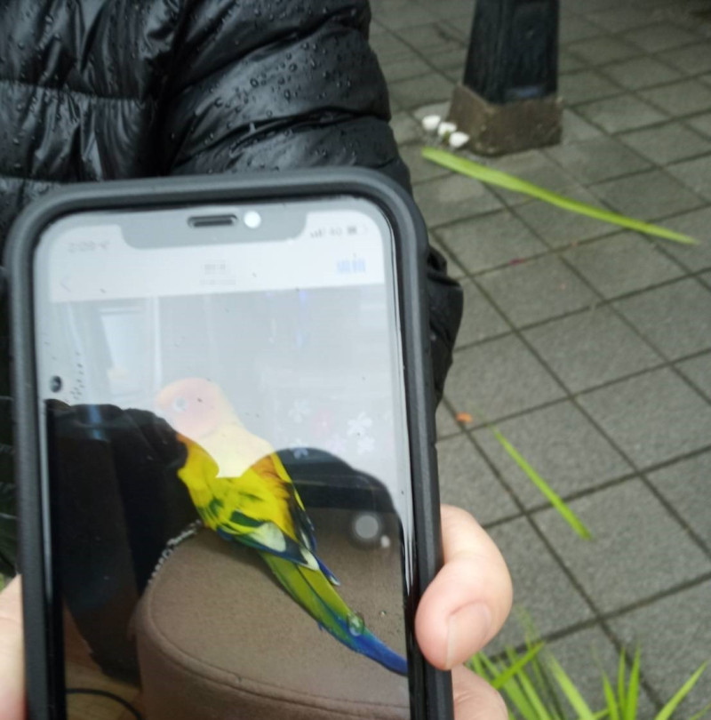 飼主黃小姐出示寵物鸚鵡飼養證明。   圖：新北市動保處提供