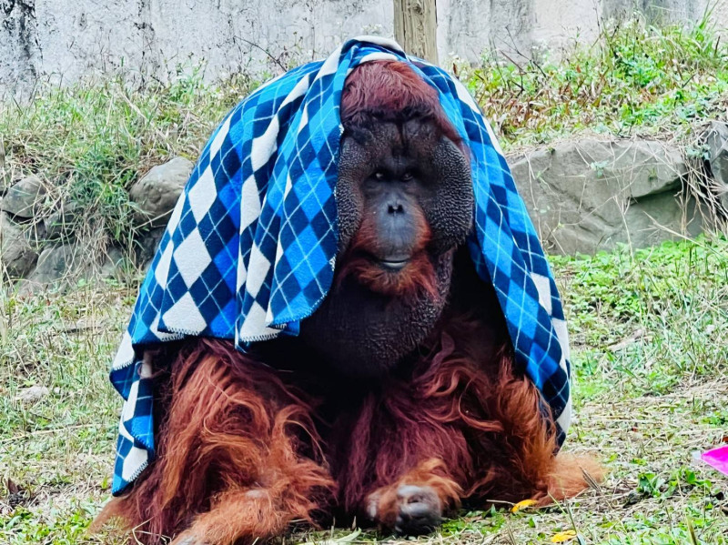 紅毛猩猩披上新裝走秀，博得滿堂彩。   圖：高雄市觀光局提供