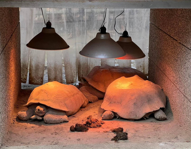 象龜湊近保溫燈取暖。   圖：高雄市觀光局提供