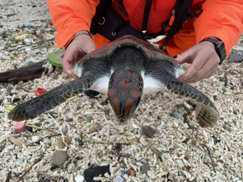 澎湖的小海龜因海水急凍擱淺在岸上失溫。   圖／海巡署第七岸巡隊提供