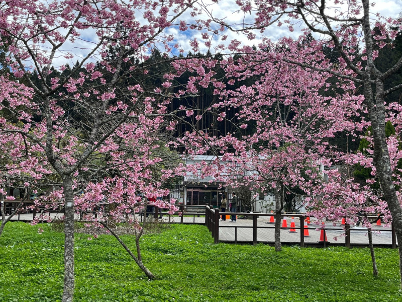 阿里山工作站前是園區內賞櫻拍照的推薦景點之一。   圖：林務局嘉義林區管理處／提供