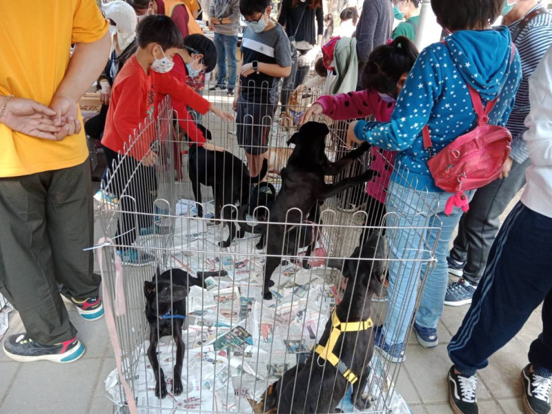 台灣愛狗人協會的狗狗認養攤位。   圖：孫家銘攝