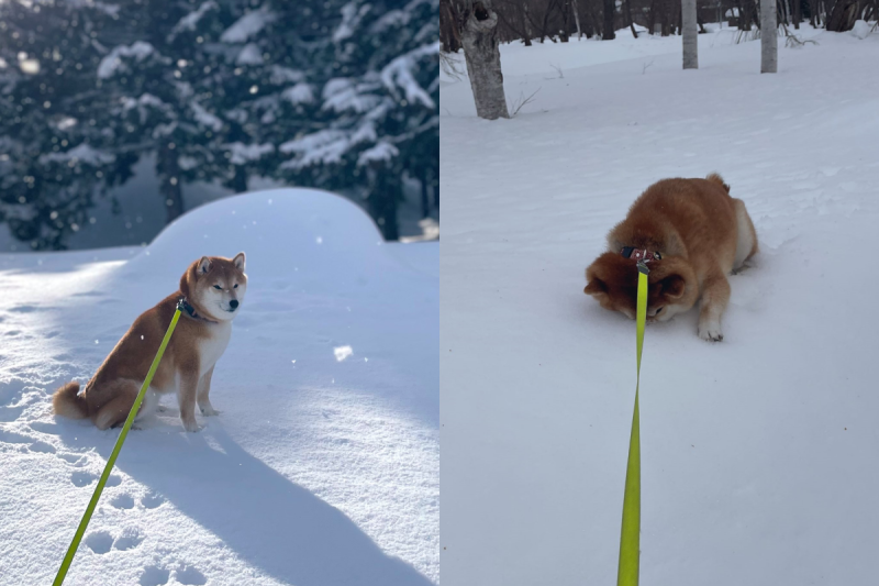 柴犬不想回家，牠鼻子插雪中趴地耍賴：「我現在動不了啦！」   圖／Twitter：shibaharu_