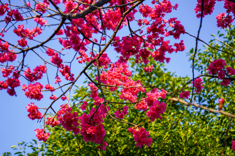 竹林山觀音寺周圍遍地櫻花盛開。   圖：林口區公所 / 提供