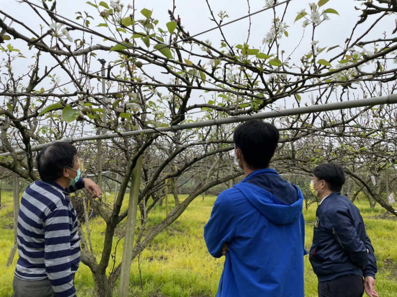 勘災小組赴受損果園進行勘災。   圖：新北市農業局／提供