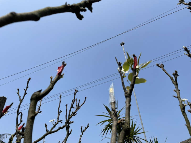 2月連續低溫降雨造成高接梨穗無法開花，嫁接成功率低。   圖：新北市農業局／提供