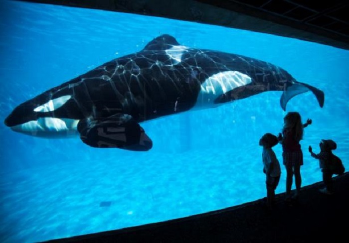 小朋友參觀位於加州聖地牙哥的主題公園「海洋世界」，近看殺人鯨。   圖：翻攝Reuters網站