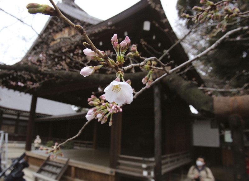 東京千代田區靖國神社的櫻花。   圖：達志影像/美聯社