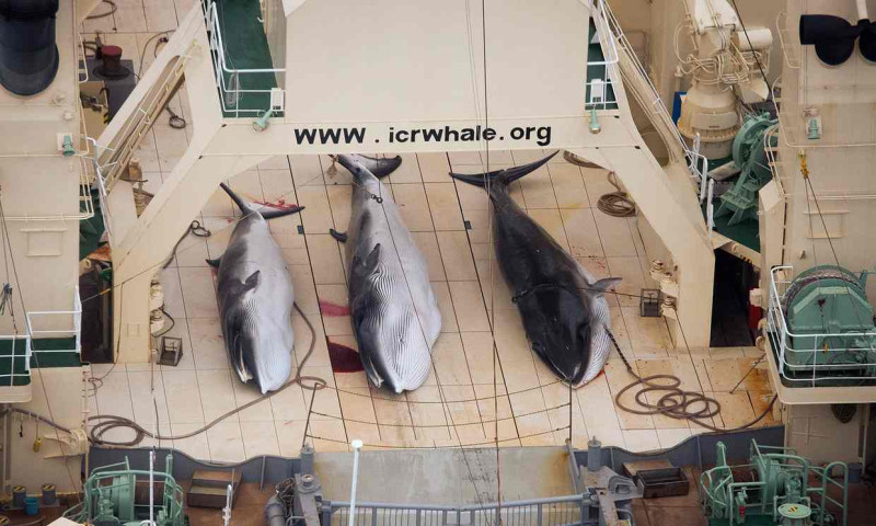 日本於2015年實施的「新南極海鯨類科學調查計畫」在3月24日結束。這期間日本在南極海捕殺超過300頭鯨魚，其中包含200頭懷孕的母鯨。   圖:翻攝澳洲海洋保護協會