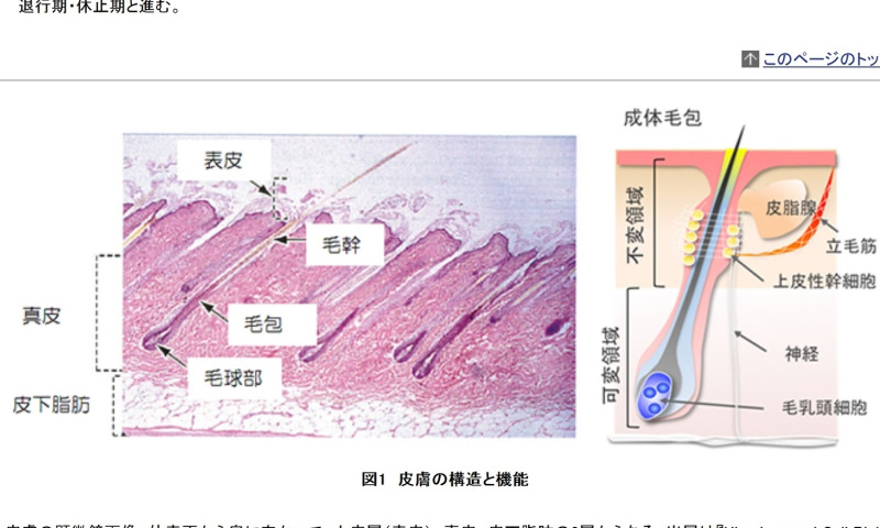 日本理化學研究所等研究團隊成功以人工多能性幹細胞（iPS）細胞做出實驗鼠的全部皮膚組織。   圖片來源：理化學研究所