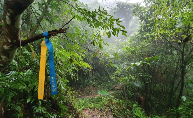 台三線上的「樟之細路古道」，近期被登山山友發現上頭綁滿藍黃布條，以為是自發性挺烏克蘭的山友做的，但真相曝光，原來是2019年為了推廣古道，並標示正確方向才綁上的。   圖／翻攝客家公共傳播基金會網站