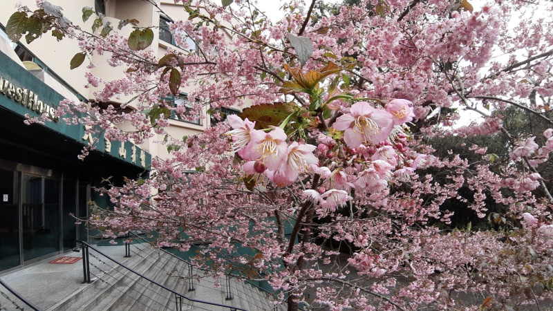 大雪山賓館前香水櫻花。   圖：東勢林區管理處／提供