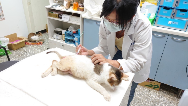 毛寶貝醫療中心獸醫師幫貓咪「勝勝」檢查。   圖：新北市動保處提供 