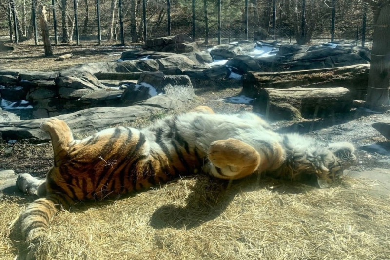 美國動物園裡一隻老虎躺在大石頭上曬日光浴。   圖／IG帳號blankparkzoo