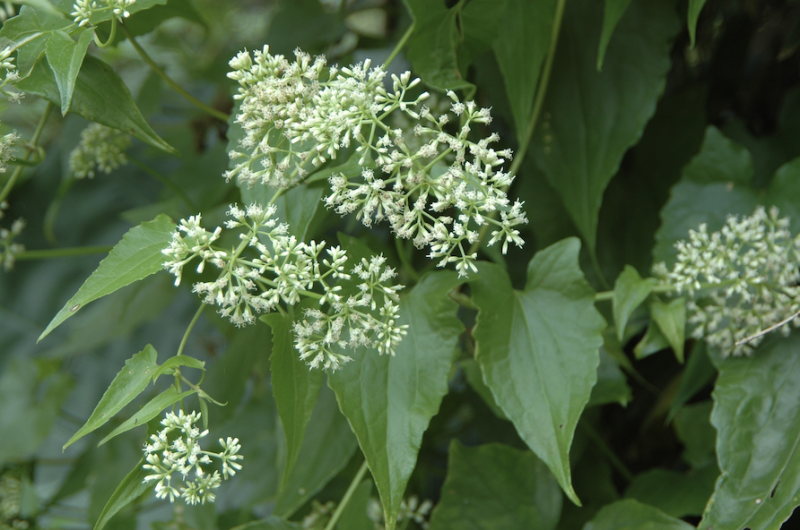 小花蔓澤蘭。      圖：林務局/提供