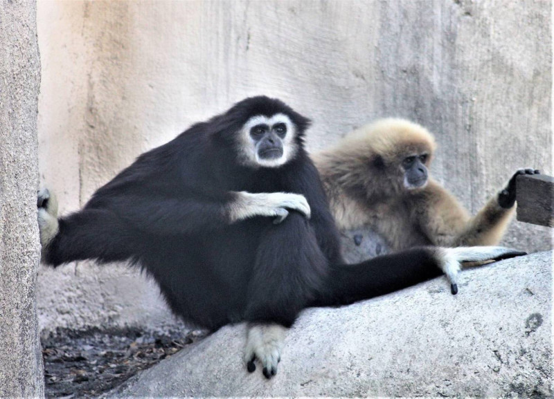 白手長臂猿老少配曬恩愛。   圖：壽山動物園提供