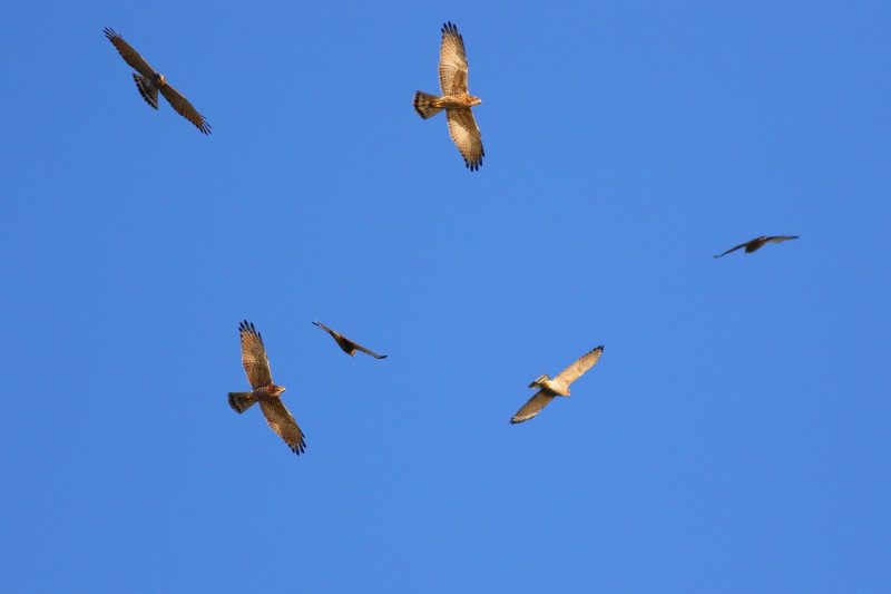 每年3、4月八卦山的天空會有近2萬隻的灰面鵟鷹過境。   彰化縣野鳥學會/提供