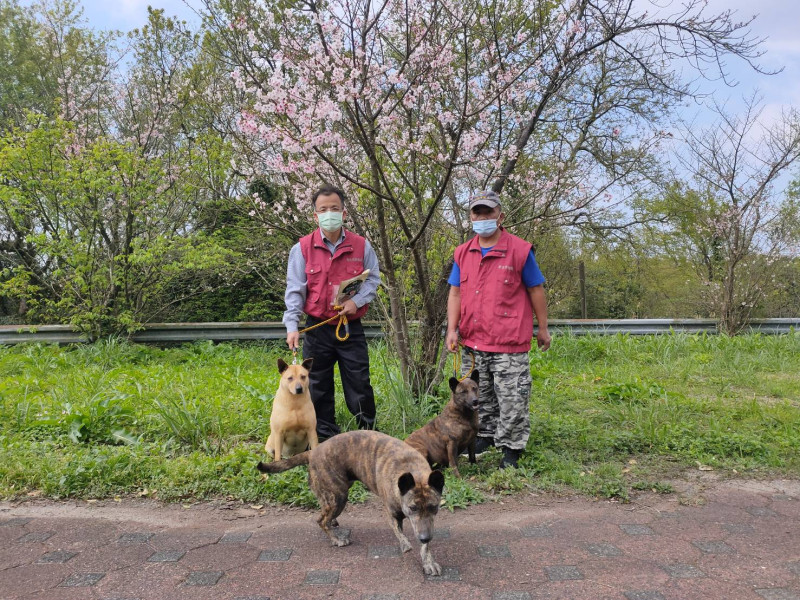 遛狗賞櫻是春天最棒的活動。   圖：新北市動保處提供