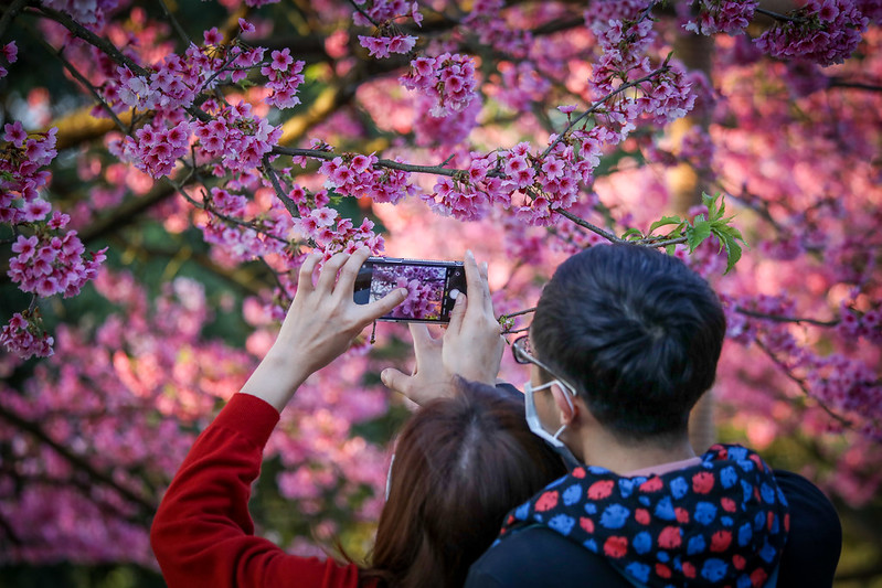 賞吉野櫻。   圖：新北市農業局提供