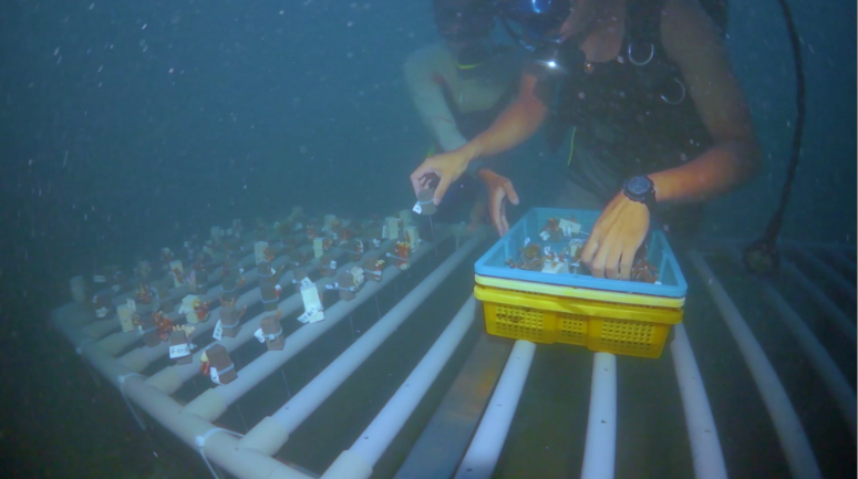 海底造林。   圖：新北市農業局提供