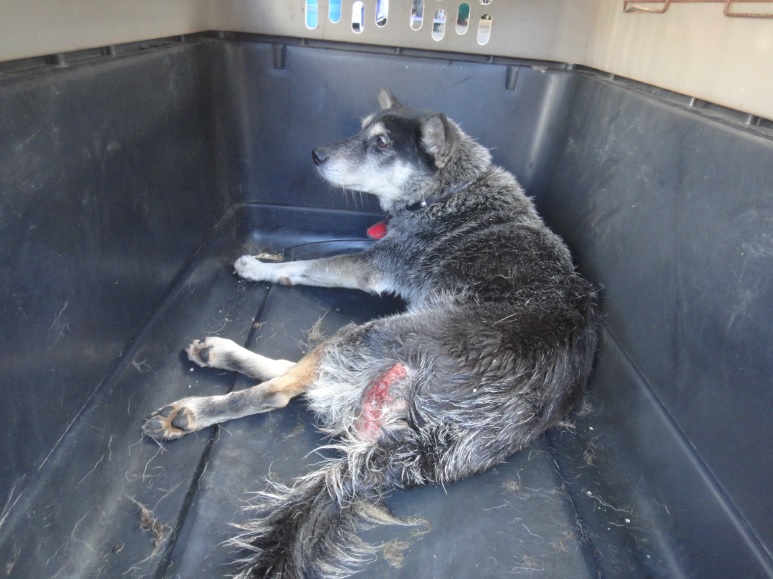 動保處年初於瑞芳區救援一隻疑似車禍造成後腳癱瘓的混種犬，轉送中和動物之家長照中心醫療照顧。   圖：新北市動保處提供