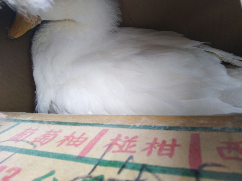 紙箱內活禽白鴨被丟置2天經管理員發現確認並拍照存留紀錄。   圖：新北市動保處提供