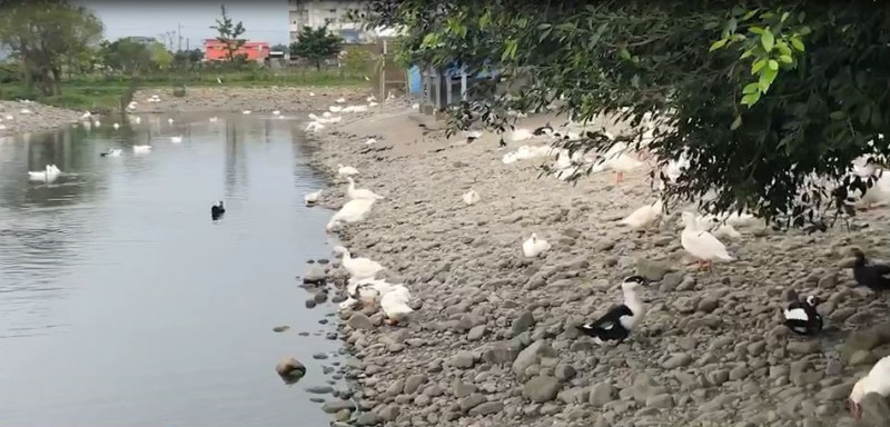白鴨悠閒快樂生活在寬廣明亮的池邊漫步及划水嬉戲。   圖：新北市動保處提供