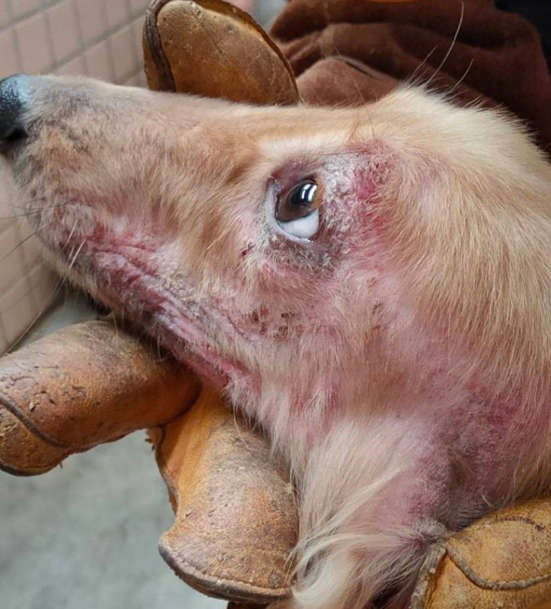 長毛臘腸犬剛獲救援時，左臉眼眶及口唇有潮紅、痂皮現象。   圖：新北市動保處提供