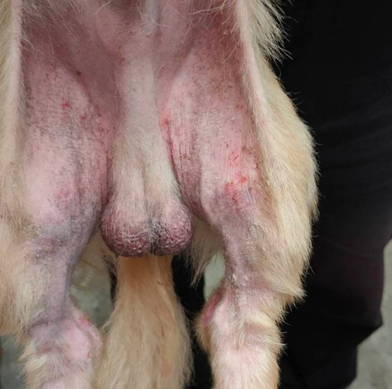 長毛臘腸犬剛獲救援時，全身出現鱗屑、痂皮、色素沉著、皮膚肥厚、皮脂漏和油臭味。   圖：新北市動保處提供