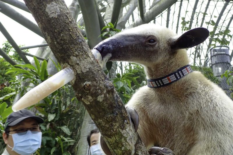 北市動物園的「動物保母講古」新活動，讓民眾近距離觀察小食蟻獸。   圖／臺北市立動物園授權提供