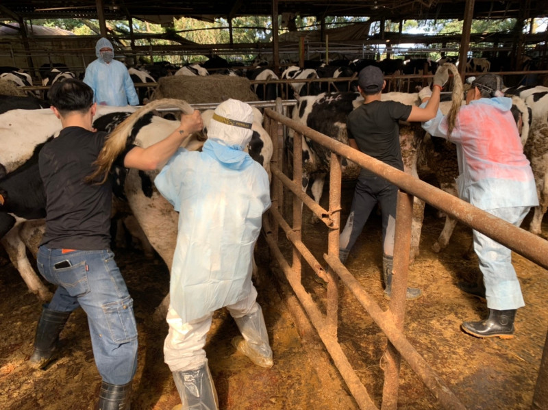 檢測乳牛結核病時，獸醫師身上沾到牛糞、腳踩牛糞上是工作日常。   圖：新北市動保處提供