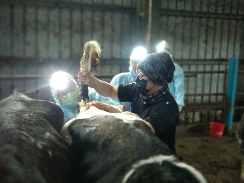 獸醫師團隊逐一對乳牛做結核菌素試驗。   圖：新北市動保處提供
