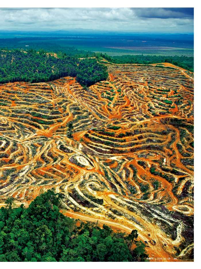 全球三大雨林之一的婆羅洲雨林，遭到砍伐的情況向來嚴重，尤其以馬來西亞首當其衝。圖為馬來西亞雨林。   圖：今周刊提供/Getty攝