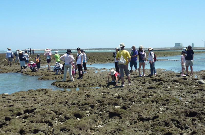 桃園在地聯盟於2012年舉辦珍愛藻礁活動，需要上千年才能形成的藻礁礁體成為環境教育的最佳場所。   圖：劉靜榆提供