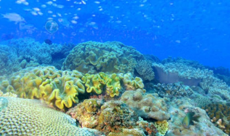 墾丁國家公園擁有豐富而美麗的珊瑚礁生態系，今年墾丁國家公園再度與台灣海洋科技研究中心合作，開設水下直播，共邀全台民眾一睹珊瑚產卵畫面。   圖：翻攝墾管處官網