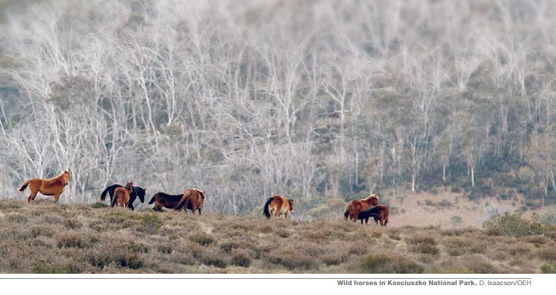 澳洲大雪山野馬數量眾多，新南威爾斯州提滅紀計畫，引發爭議。   圖：翻攝新南威爾斯州政府官網