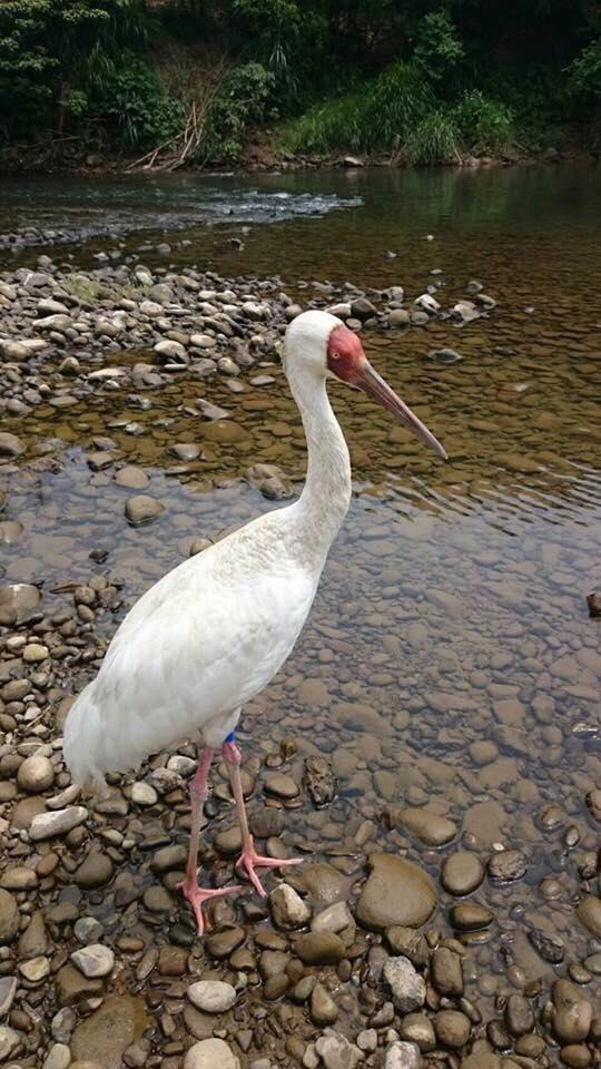 熱心鳥友目擊滯留台灣514天的金山小白鶴，在5日下午於基隆暖暖河畔現蹤。   圖：翻攝自小白鶴臉書